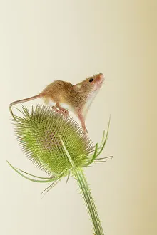 Balancing Prints: UK, Norfolk, Harvest Mouse (Micromys minutus) on teasel