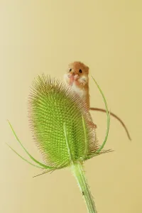 UK, Norfolk, Harvest Mouse (Micromys minutus) on teasel