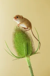 Balancing Prints: UK, Norfolk, Harvest Mouse (Micromys minutus) on teasel