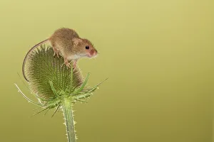 Balancing Prints: UK, Norfolk, Harvest Mouse (Micromys minutus) on teazel