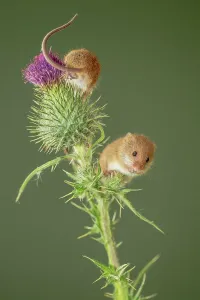 Balancing Prints: UK, Norfolk, Harvest Mouse (Micromys minutus) on thistle stalk