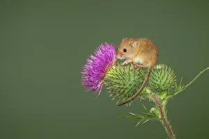 Balancing Prints: UK, Norfolk, Harvest Mouse (Micromys minutus) on thistle stalk Isolated background (Captive)