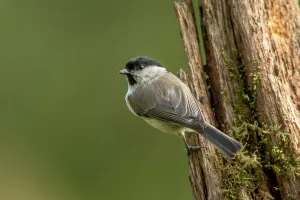 Green Background Prints: UK, Norfolk, Marsh Tit (Poecile palustris) perching on tree trunk
