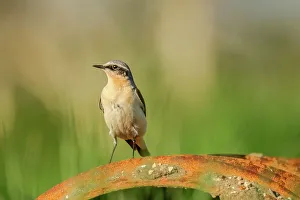 Rusty Prints: UK, Norfolk, (Northern) Wheatear (Oenanthe oenanthe) on farmland machinerybackground