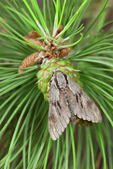 Moth Prints: UK, Norfolk, Pine Hawkmoth (Hyloicus pinastri) resting on pine cone