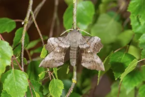 Moth Prints: UK, Norfolk, Poplar Hawkmoth (Laothoe populi) adult resting