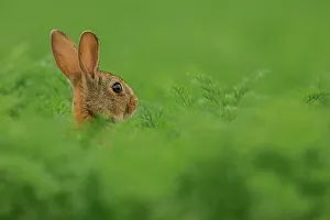 Green Color Prints: UK, Norfolk, Rabbit (Oryctolagus cuniculus) Alert and cautious in carrot field