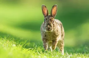 Green Background Prints: UK, Norfolk, Rabbit (Oryctolagus cuniculus) running