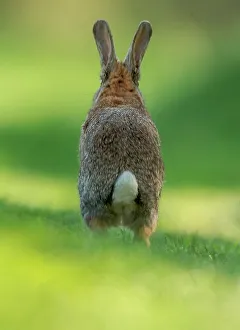 Green Background Prints: UK, Norfolk, Rabbit (Oryctolagus cuniculus) running