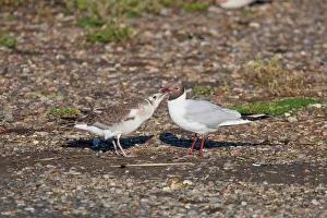 Gull Prints: UK, Norfolk, Snettisham, immature Black-headed Gull