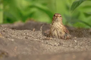 Dust Prints: UK, Norfolk, Wren (Troglodytodes troglodytodes) having dust bath