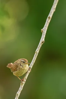 Green Background Prints: UK, Norfolk, Wren (Troglodytodes troglodytodes) on perch