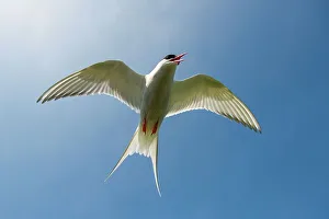 Directly Below Prints: UK, Northumberland, Arctic Tern (Sterna paradisaea) adult in flight exhibiting mobbing behavior