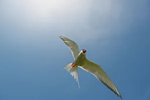 Directly Below Prints: UK, Northumberland, Arctic Tern (Sterna paradisaea) adult in flight exhibiting mobbing behavior
