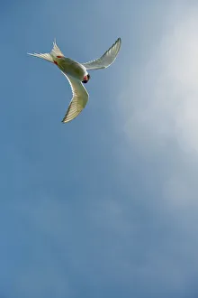 Directly Below Prints: UK, Northumberland, Arctic Tern (Sterna paradisaea) adult in flight portrait
