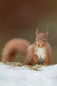 Cairngorms Prints: UK, Scotland, Cairngorms, Red Squirrel (Sciurus vulgaris) feeding in snow