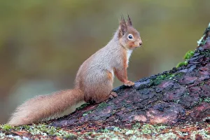 Cairngorms Prints: UK, Scotland, Cairngorms, Red Squirrel (Sciurus vulgaris) on tree stump