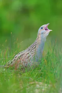 Calling Prints: UK Scotland, North Uist, Corncrake (Crex crex) calling