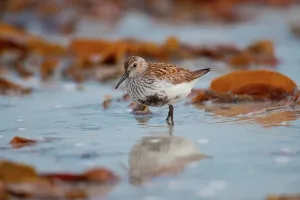 Wading Prints: UK Scotland, North Uist, Dunlin (Calidris alpina) wading