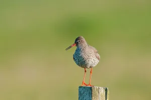 North Uist Prints: UK Scotland, North Uist, Redshank (Tringa totanus) adult on fence post