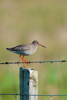 Barbed Wire Prints: UK Scotland, North Uist, Redshank (Tringa totanus) adult on fence post