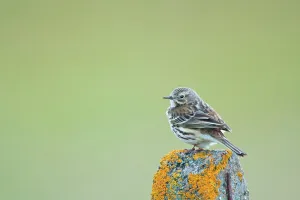 UK Scotland, North Uist, Rock Pipit (Anthus petrosus) perching on fence post