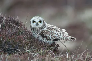 Moorland Prints: UK Scotland, North Uist, Short-eared Owl (Asio flammeus) on moorland