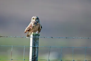 Barbed Wire Prints: UK Scotland, North Uist, Short-eared Owl (Asio flammeus) sitting on fence