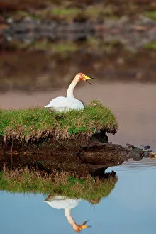 Waters Edge Prints: UK Scotland, North Uist, Whooper Swan (Cygnus cygnus) adult calling