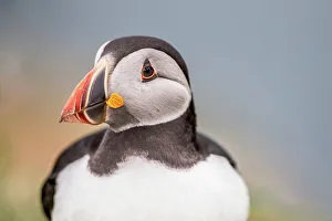 Puffin Prints: UK, Wales, Skomer, Puffin (Fratercula arctica) portrait