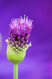 Growing Prints: Umbellifer flower head of Allium Hollandicum Purple Sensation emerging from protective green bracts in tight cluster of