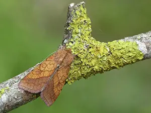 Handicraft Prints: Umbra Sun Owl, bordered sallow (Pyrrhia umbra)