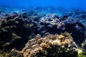 Water Plant Prints: Underwater landscape reef with algae, Blue underwater background