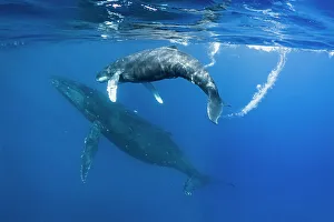 Blue Water Prints: Underwater Photo, Calf following mom