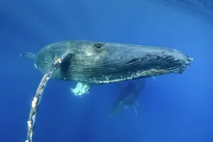 Blue Water Prints: Underwater Photo, eye-to-eye, Swimming Humpback Whale (Megaptera novaeangliae) makes a close approach