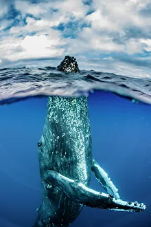 Blue Water Prints: Underwater Photo, Humpback Whale (Megaptera novaeangliae) rising to the surface for a spyhop