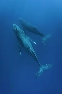 Curiosity Prints: Underwater Photo, Humpback Whales (Megaptera novaeangliae) swim through tropical blue waters