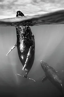 Blue Water Prints: Underwater Photo, Swimming Humpback Whale (Megaptera novaeangliae) makes a close approach