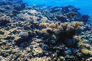 Reefs Prints: Underwater view of the coral reef, Tropical waters, Marine life
