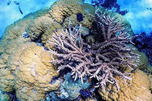 Reefs Prints: Underwater view of the coral reef, Tropical waters, Marine life