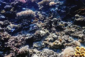 Body Of Water Prints: Underwater view of the coral reef, Tropical waters, Marine life