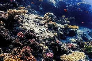 Body Of Water Prints: Underwater view of the coral reef, Tropical waters, Marine life