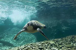 Unitedstates Prints: underwater view of Hawaiian sea turtle swimming, Sharks Cove, Oahu, Hawaii, USA