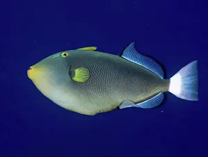 Colored Background Prints: Underwater view of a Pinktail Durgon (Melichthys vidua) at Molokini Crater; Maui