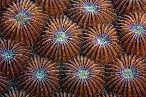 Sponge Prints: Underwater View Of Round Coral