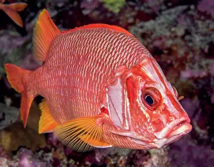 Undersea Prints: Underwater view of a Saber Squirrelfish (Sargocentrum spiniferum) at Molokini Crater; Maui