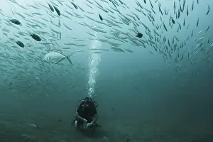 Scuba Diver Prints: Underwater view of school of fish with scuba diver