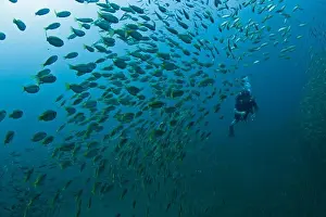 Scuba Diver Prints: Underwater view of school of fish with scuba diver