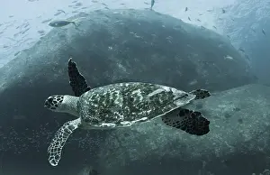 Turtle Prints: Underwater view of a turtle and fish