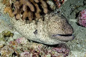 Undersea Prints: Underwater view of a Yellowmargin Moray Eel (Gymnothorax flavimarginatus); Maui